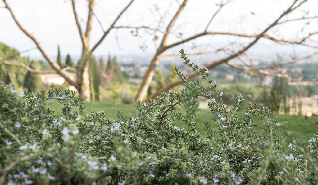 Cantico Delle Creature Bed & Breakfast Assisi